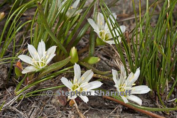 lewisia nevadensis 1 graphic